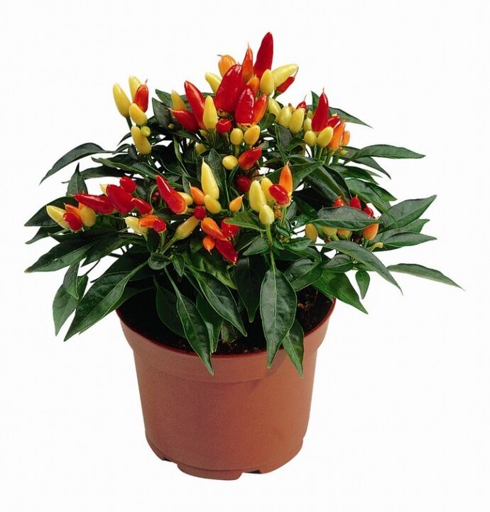 capsicum capsicum v HondroFrost pro polyartritidu